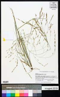 Eragrostis refracta image