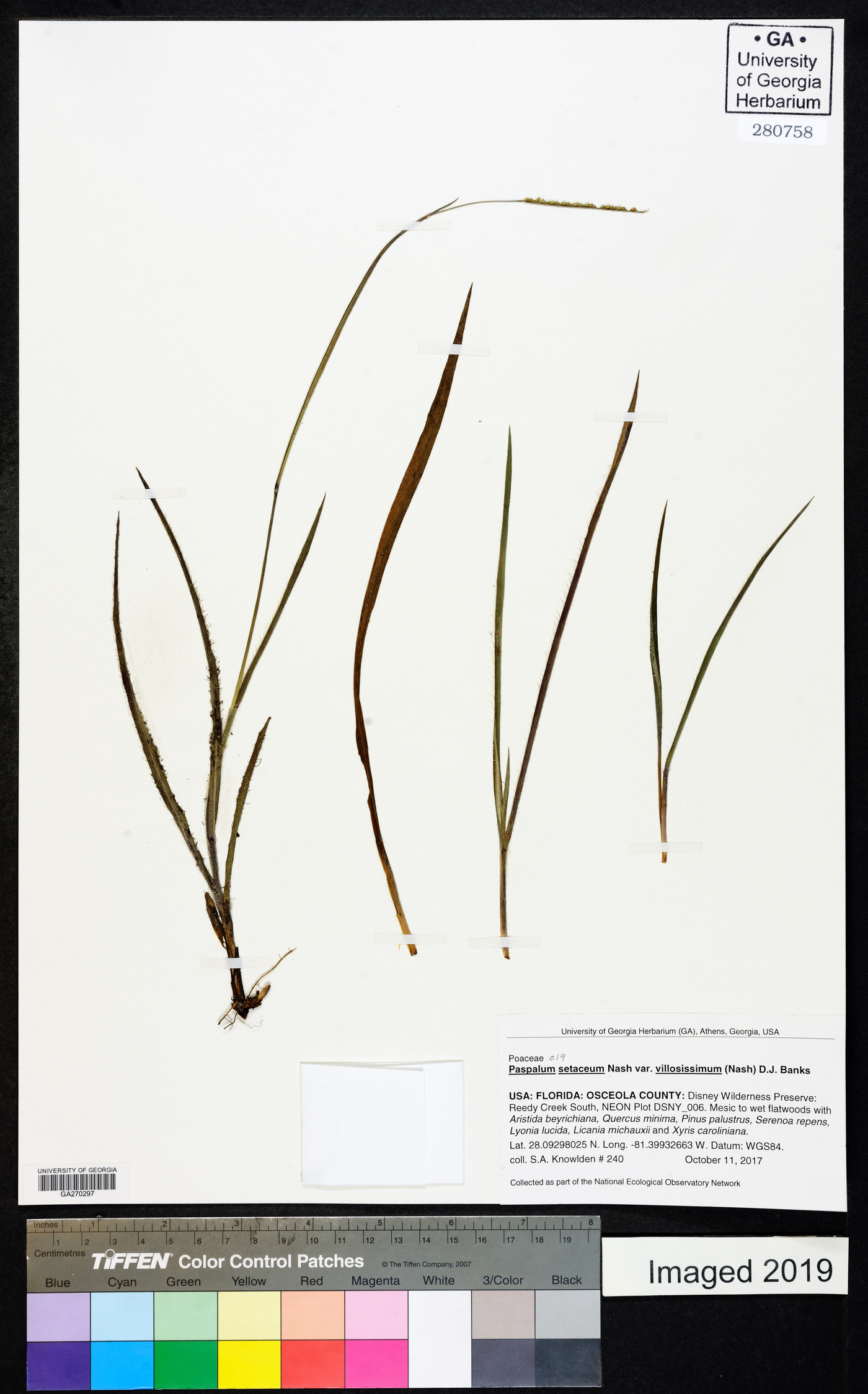 Paspalum setaceum var. villosissimum image