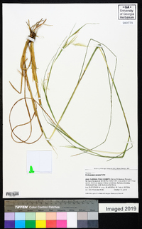 Andropogon gyrans image