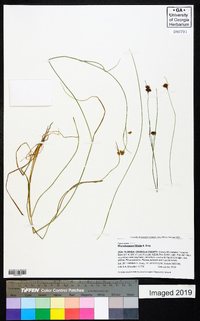 Rhynchospora filifolia image