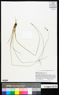 Fimbristylis puberula image