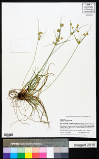 Cyperus croceus image