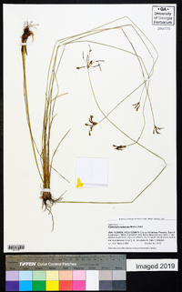 Fimbristylis puberula image