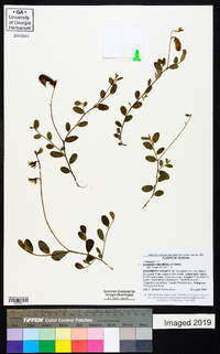 Crotalaria rotundifolia image