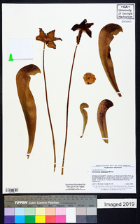 Sarracenia psittacina image