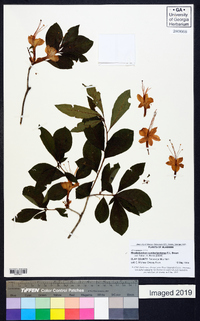 Rhododendron cumberlandense image