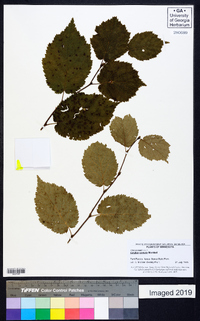 Corylus cornuta image