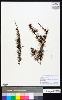 Larix laricina image