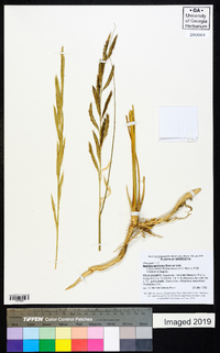 Spartina pectinata image