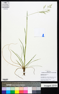 Danthonia sericea image