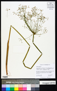 Cyperus haspan image