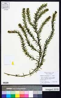 Hydrilla verticillata image