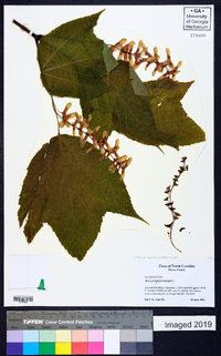 Acer pensylvanicum image