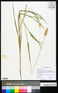 Setaria faberi image