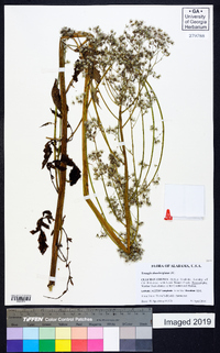 Youngia japonica image