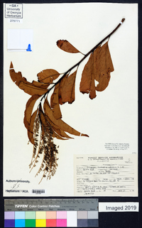 Oxydendrum arboreum image