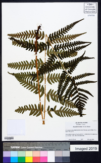 Dryopteris celsa image