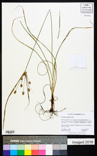 Cyperus retrorsus image