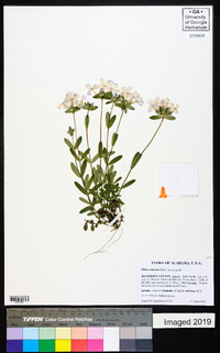 Phlox amoena image