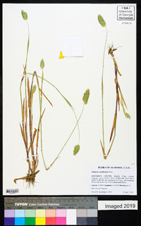 Phalaris caroliniana image