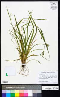 Carex caroliniana image