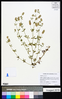 Trifolium arvense image