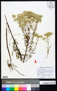 Eupatorium hyssopifolium image