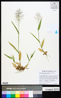 Dichanthelium sphaerocarpon image