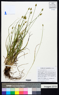 Carex leavenworthii image