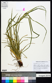 Carex grayi image