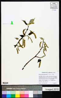 Broussonetia papyrifera image