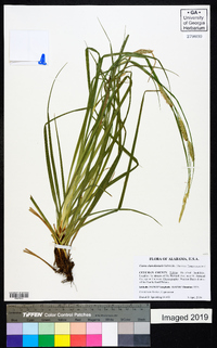 Carex cherokeensis image