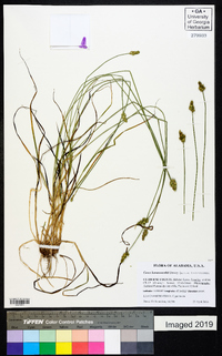 Carex leavenworthii image