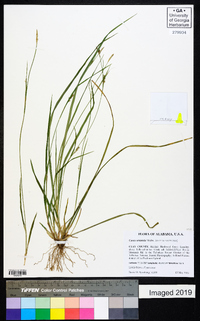 Carex striata image