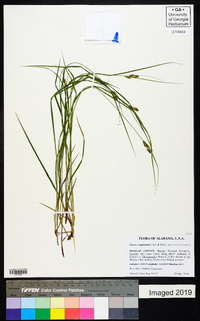 Carex complanata image