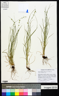 Carex socialis image