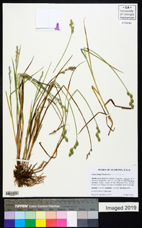 Carex longii image