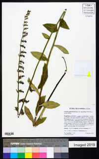 Lobelia apalachicolensis image