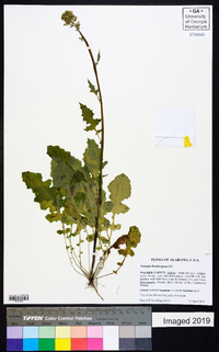 Youngia japonica image