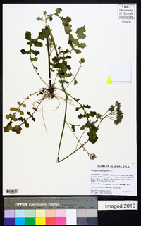 Youngia japonica image