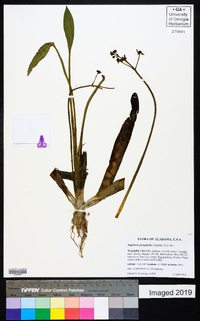 Sagittaria platyphylla image