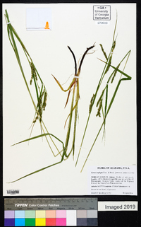 Carex oxylepis image