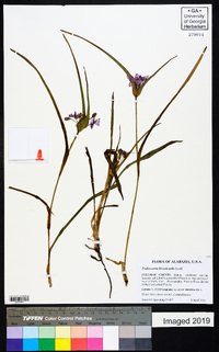 Tradescantia hirsuticaulis image