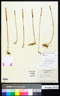 Pseudolycopodiella caroliniana image