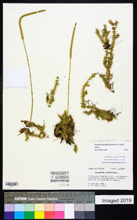 Pseudolycopodiella caroliniana image