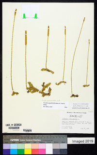 Pseudolycopodiella caroliniana image