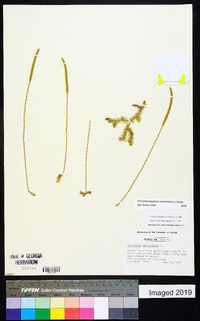 Pseudolycopodiella caroliniana image