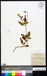 Bidens pilosa image