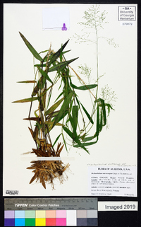 Dichanthelium dichotomum var. ramulosum image