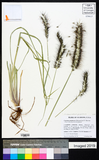 Pennisetum purpureum image